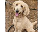 Adopt Tena a Standard Poodle