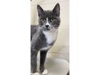 Adopt Meowie a Domestic Short Hair