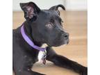Adopt Bailey a Mixed Breed, Black Labrador Retriever