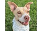 Adopt Noodles a American Staffordshire Terrier, Mixed Breed