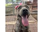 Adopt Vienna a American Staffordshire Terrier, Mixed Breed