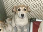 Adopt Marcia a Great Pyrenees, Mixed Breed