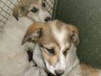 Adopt Cindy a Great Pyrenees, Mixed Breed