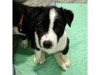 Adopt Jesse (Pink) a Australian Shepherd, Black Labrador Retriever