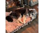 Adopt Hope a Irish Wolfhound, Terrier