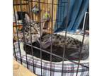 Adopt Fiona(Fifi, Kiki) a Domestic Short Hair