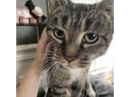 Adopt Arabelle a Manx, Domestic Short Hair