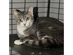 Adopt Mouse a American Shorthair