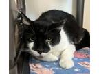 Adopt Moo a Domestic Short Hair