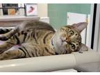 Adopt GRASSHOPPER a Domestic Short Hair