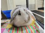 Adopt COOL WHIP a Bunny Rabbit