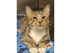 Adopt Casper a Domestic Short Hair