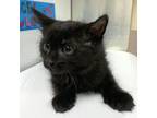 Adopt Grizzly a Domestic Short Hair