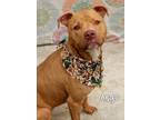 Adopt Argo a Pit Bull Terrier