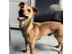 Adopt TEDDY a Mixed Breed