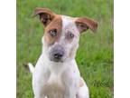 Adopt Buddy a Cattle Dog, Mixed Breed