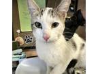 Adopt Jimbo a Domestic Short Hair