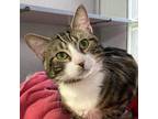 Adopt Miles a Domestic Short Hair