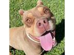 Adopt Harold a Pit Bull Terrier