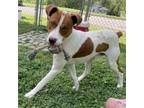 Adopt Lennon a Mixed Breed