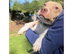 Adopt Ralphie a Pit Bull Terrier