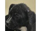 Adopt Chowder a Pit Bull Terrier
