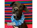 Adopt SHADRACH a Mixed Breed