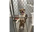 Adopt CHUNK a Mixed Breed