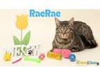 Adopt RaeRae a Domestic Medium Hair, Domestic Short Hair