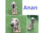 Adopt Anan a Weimaraner