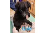 Adopt Gale a Shepherd, Mixed Breed