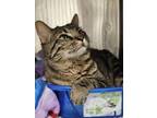 Adopt Leon a Domestic Short Hair