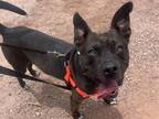 Adopt BANDIT a Pit Bull Terrier, Mixed Breed