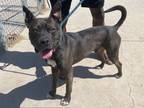 Adopt BANDIT a Pit Bull Terrier, Mixed Breed