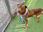 Adopt MIKE a Pit Bull Terrier