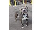 Adopt LEVI a Pit Bull Terrier