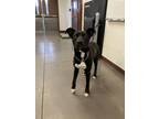 Adopt PANCHO LOPEZ a Pit Bull Terrier