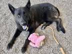 Adopt HERSHEY a German Shepherd Dog, Labrador Retriever