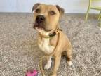 Adopt SORREL a Pit Bull Terrier