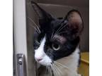 Adopt diamond a Domestic Short Hair