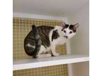 Adopt Turbo a Domestic Short Hair