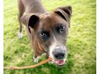 Adopt GUMBY* a Pit Bull Terrier