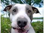 Adopt HOMER* a Pit Bull Terrier, Mixed Breed