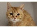 Adopt RON* a Domestic Short Hair