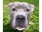 Adopt HONEY BUNNY* a Pit Bull Terrier
