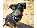 Adopt THOMAS a Rottweiler, Pit Bull Terrier