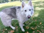 Adopt MARSHALL a Siberian Husky