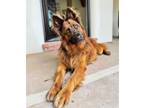 Adopt BUDDY a German Shepherd Dog, Mixed Breed