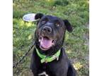 Adopt MAXIMUS a Labrador Retriever