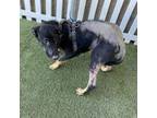 Adopt ITCHY a German Shepherd Dog, Mixed Breed